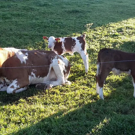 Biohof Goelly Feriegård