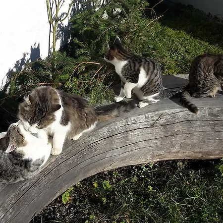 Biohof Golly * Neumarkt in Steiermark