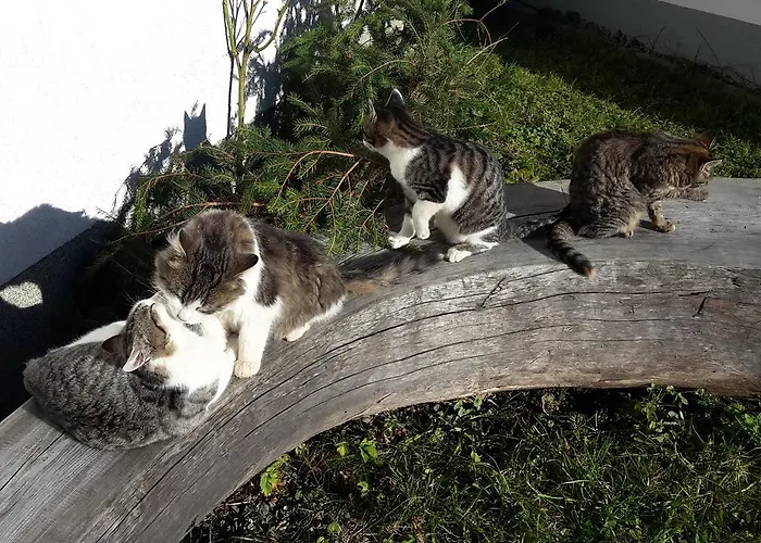 Biohof Goelly * Neumarkt in Steiermark
